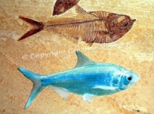 fossilliving-fish_wm-300x223