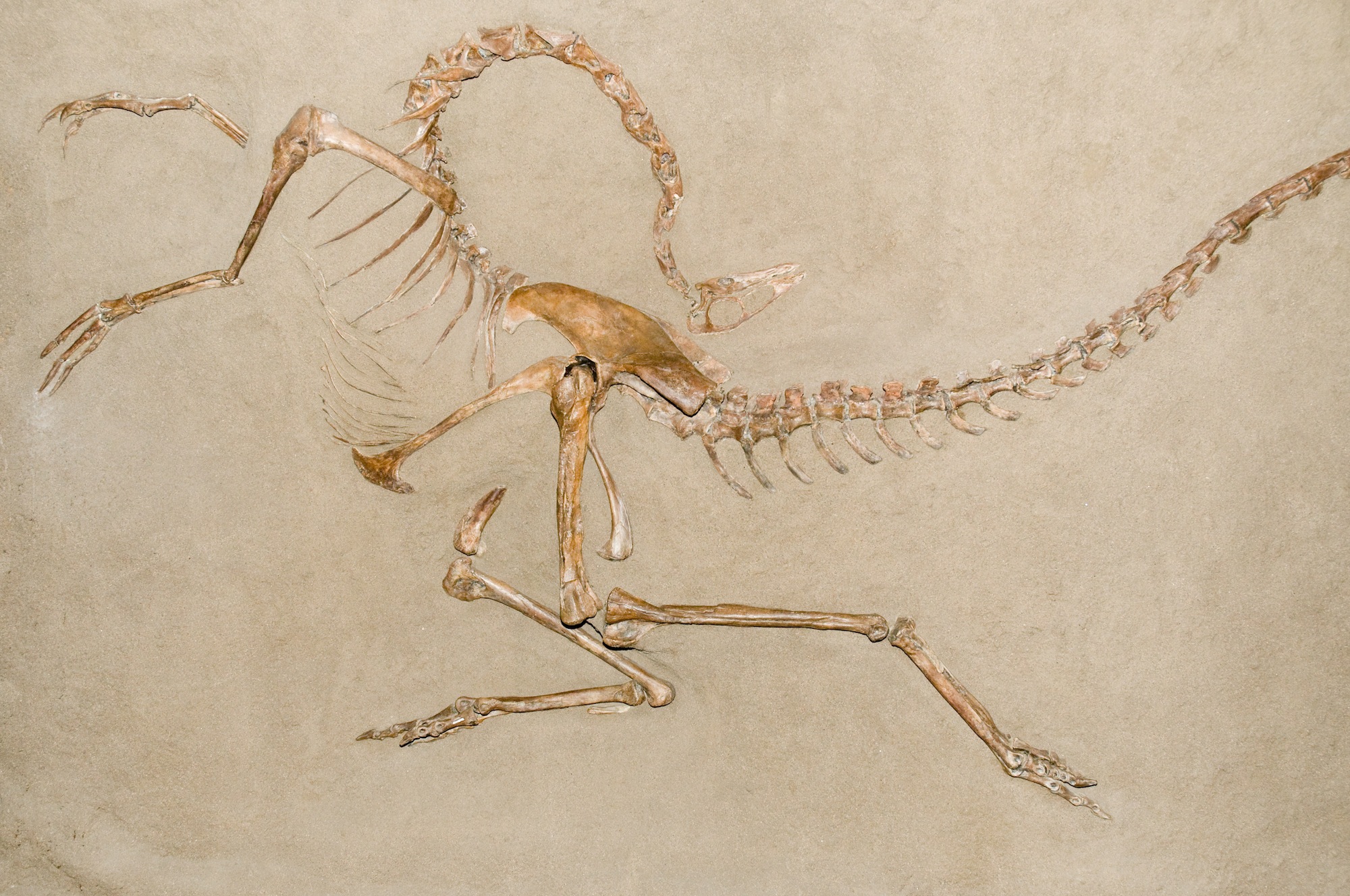 Dino-Death-Pose-Fossil