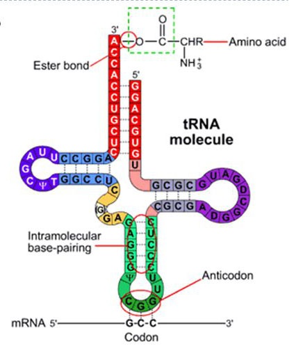 transfer RNA