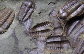 Evoluce: věc pro trilobity nestravitelná