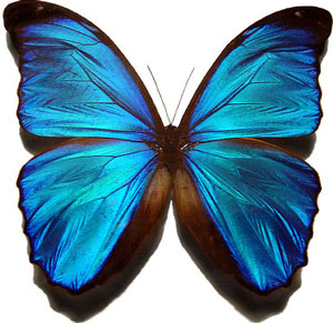 butterfly-morpho-2