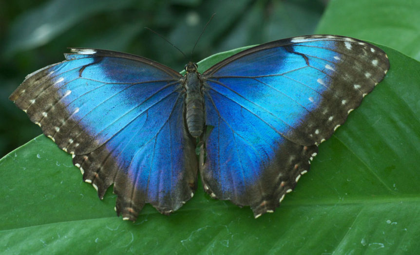 butterfly-morpho