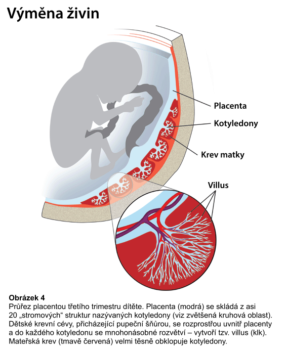 placenta-fig-1