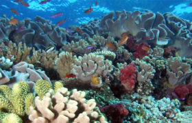 Editace RNA u korálů mate evoluci