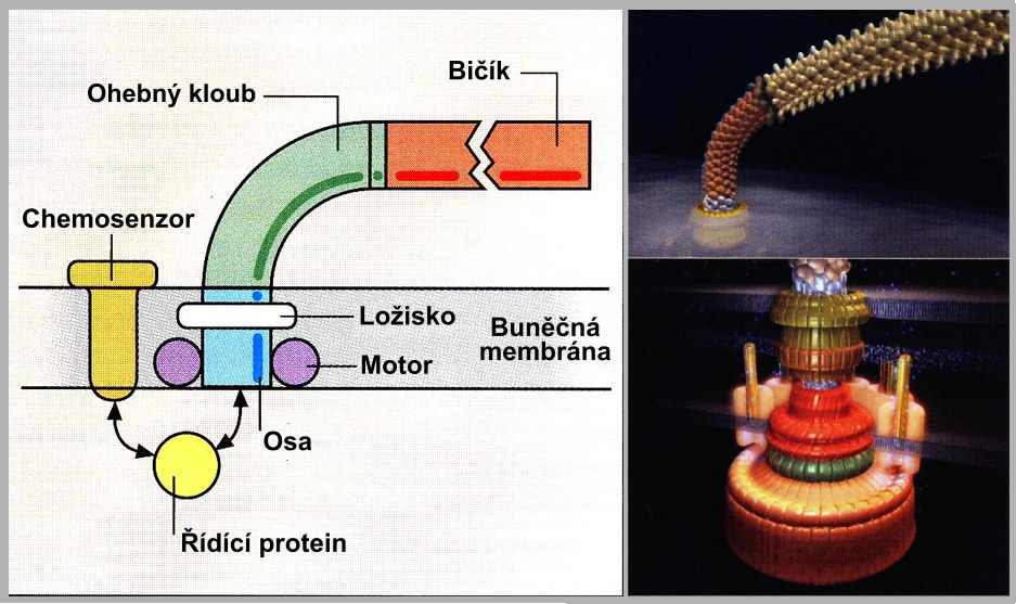 irreducible-1ab