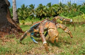 Krab lupič