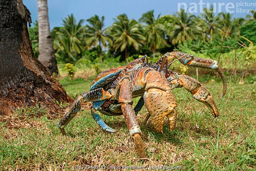 krab-palmovy