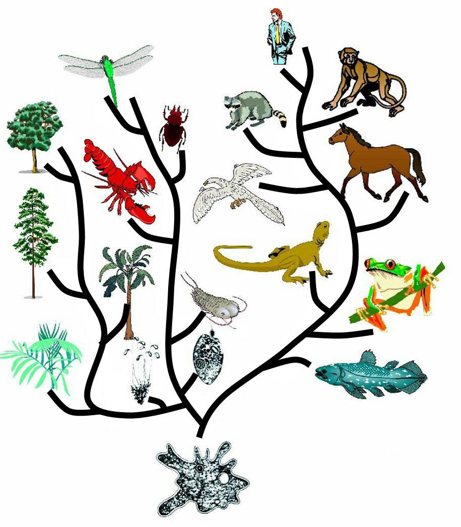 Древо живого. Филогенетическое Древо растений. Эволюционное Древо развития животных.