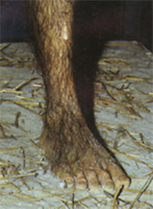 fossil-lucy-foot