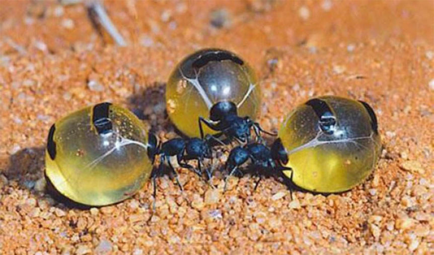 honeypot-ant