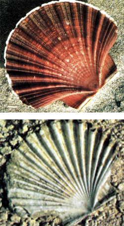 pecten-and-fossil