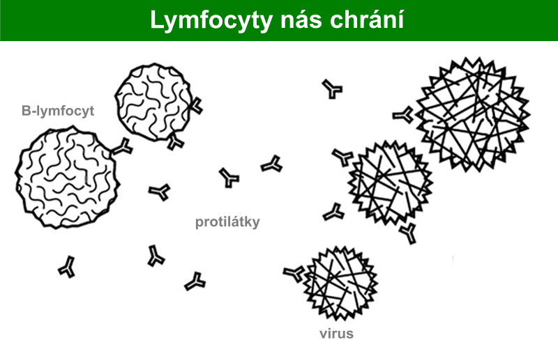 lymfocity-01