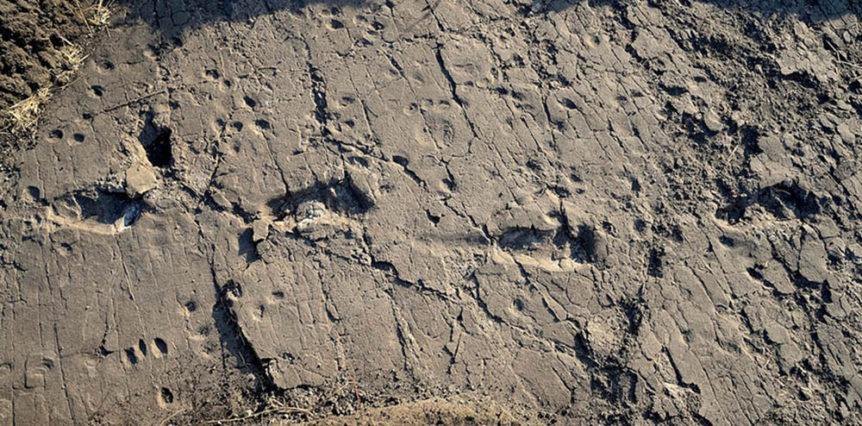 laetoli-footprints