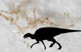 Mohou proteiny dinosauřích krevních cév mapovat evoluční historii?