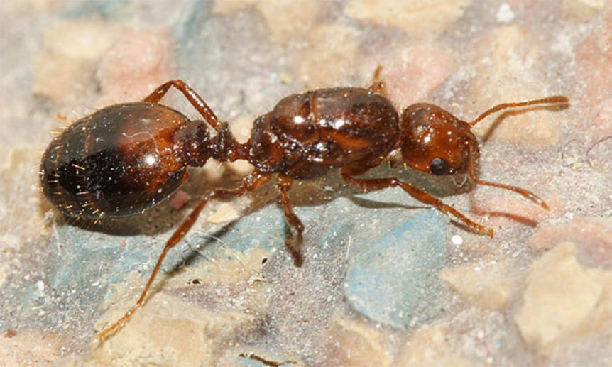 fire-ant