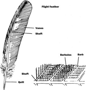 feather_01