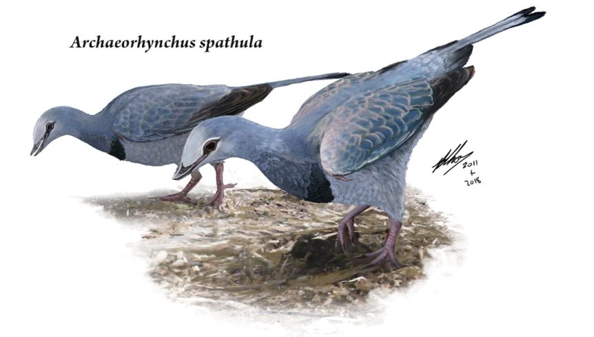 archaeorhynchus-spathula