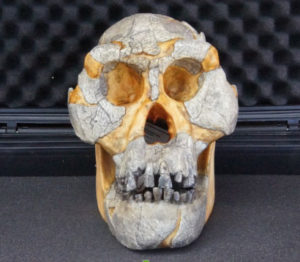 australopithecus-afarensis-skull