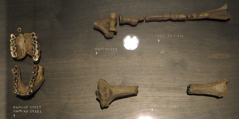 australopithecus-anamensis