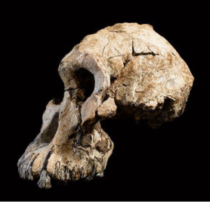 australopithecus-anamensis_02