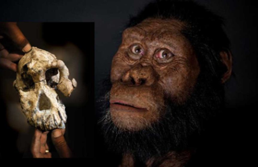 australopithecus-anamensis_header