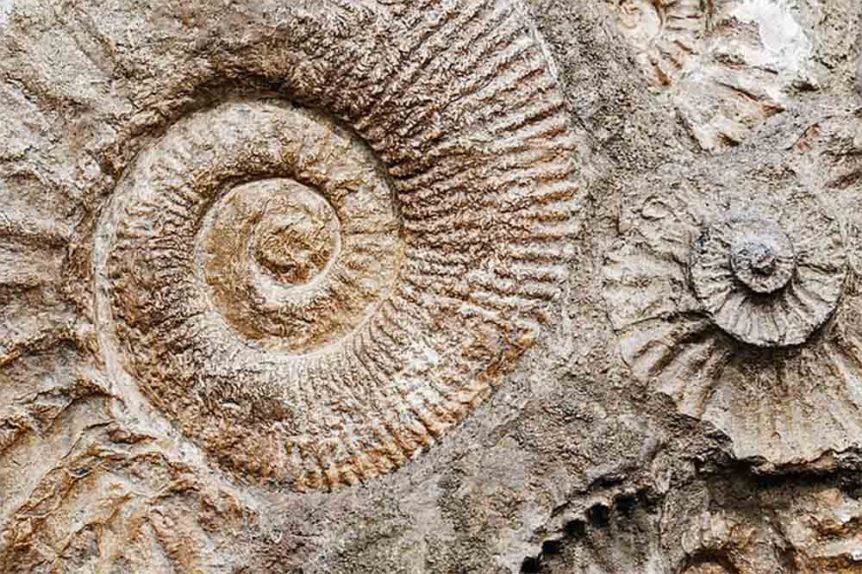 fossils-in-a-day
