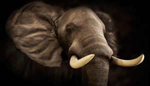 elephant-losing-tusks