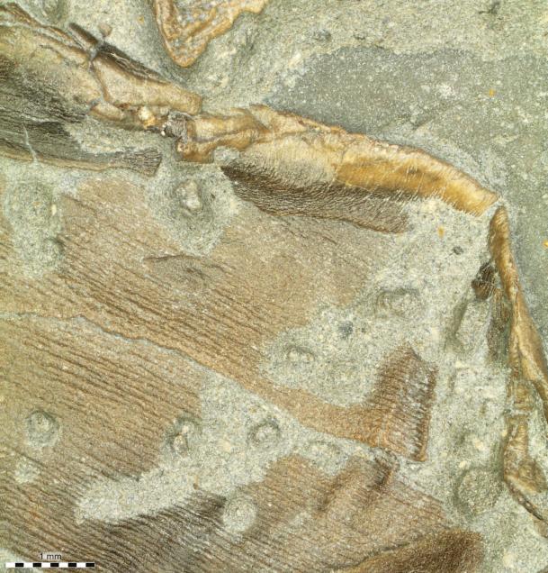 ichthyosaur-skin