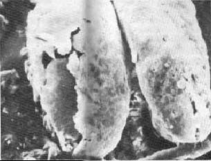 pollen-prekambrium2