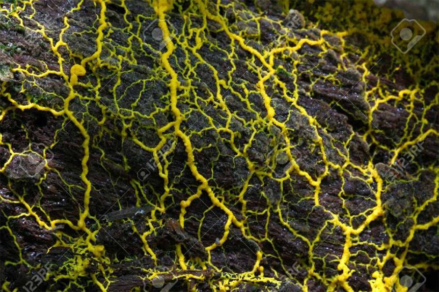 slime-mold