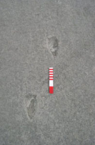 footprintfiasco01