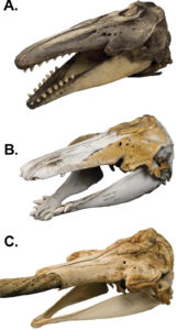 skull-morphology