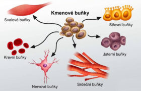 První život: organismy podobné kmenovým buňkám?