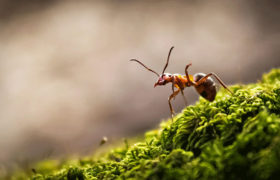 Evoluce hledá moudrost u mravenců