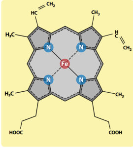 heme-molecule
