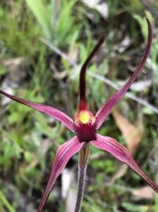 caladenia-versicolor-lily