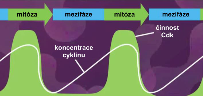 cell-cycle2