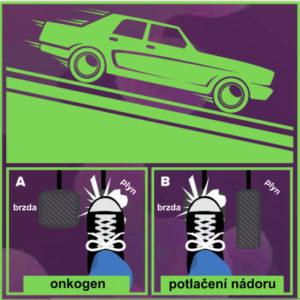 cell-cycle3