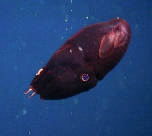 juvenile-vampire-squid