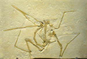 pterosaur-04