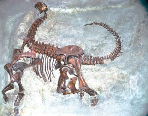 Camarasaurus-lentus-Carnegie