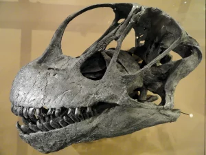 Camarasaurus-lentus-skull-cast