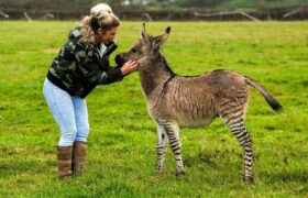 „Zonkey“ zvaný Zippy