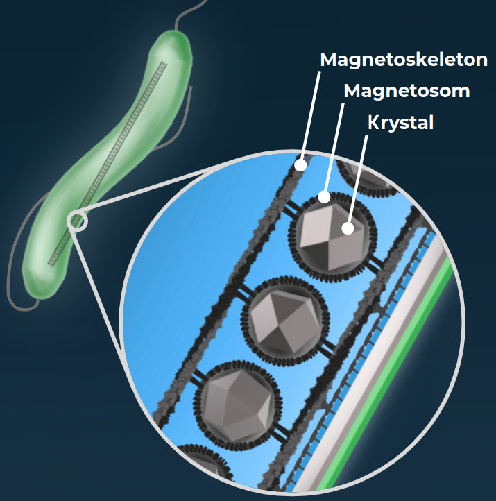 magnetosomes