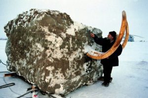 mamut-permafrost