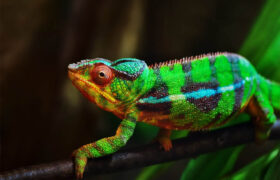 Oči chameleona – jedinečný zázrak designu