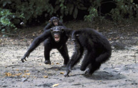 Šimpanzi jsou přece „zabijáci od přírody“