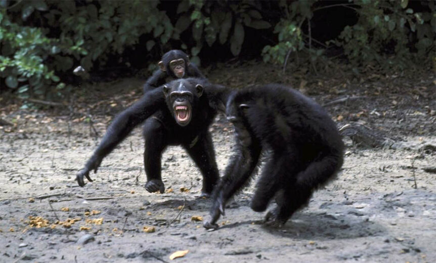 killer-chimps