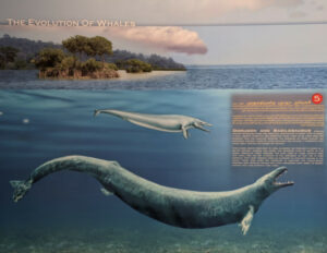 signage-evolution-of-whales