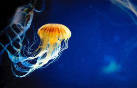 Stovky fosilních medúz!
